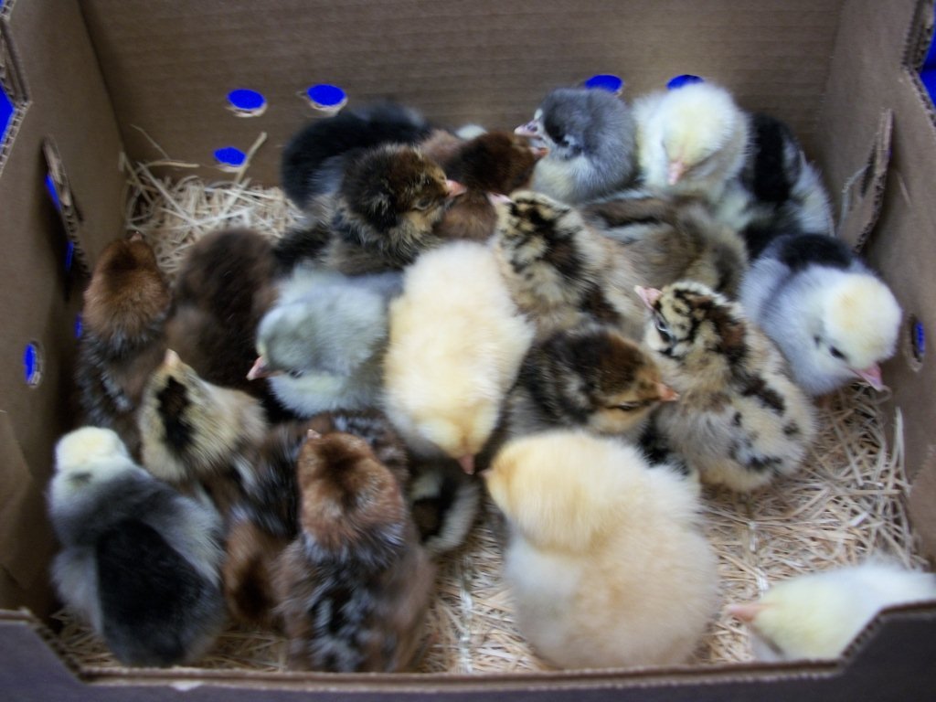 Pack Of 15 Isabel Straight Run Chicks Day Old