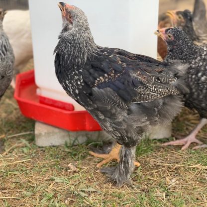 Dark Brahma Chickens - Baby Chicks for Sale