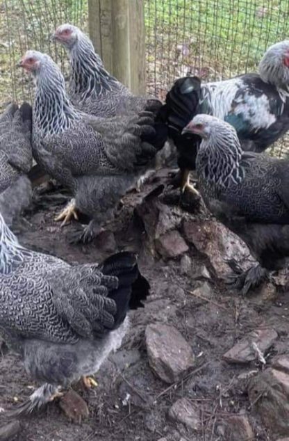 Dark Brahma Chicken · eFowl