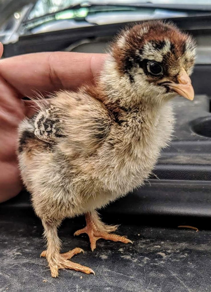 Dark Brahma Chickens Baby Chicks for Sale Cackle Hatchery®