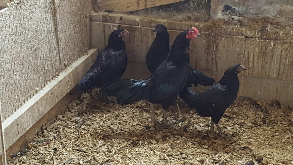 Dark Aseel (Asil) Chicken - Chicks for Sale | Cackle Hatchery®