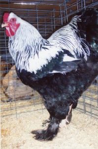 Dark Brahma Chickens - Baby Chicks for Sale | Cackle Hatchery®