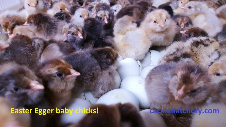 Easter Egger Chickens & Baby Chicks for Sale | Cackle Hatchery®