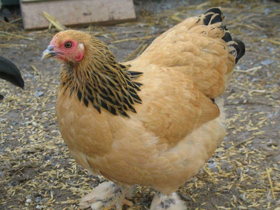 Buff Brahma bantam rooster  GreenFuse Photos: Garden, farm & food