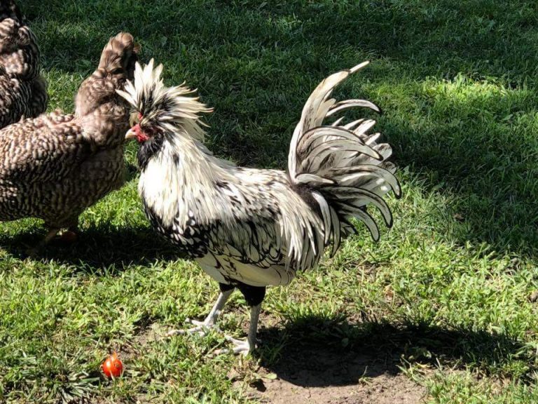 Silver Laced Polish Chicken - Baby Chicks For Sale 