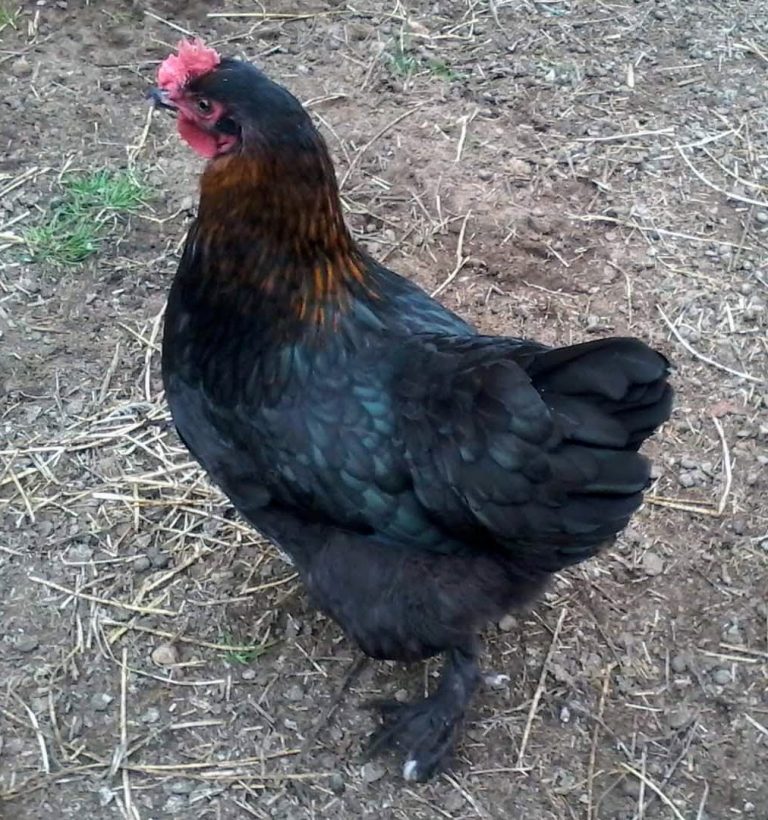 French Black Copper Marans Chicken Breeds Cackle Hatchery   French Black Copper Marans 768x820 