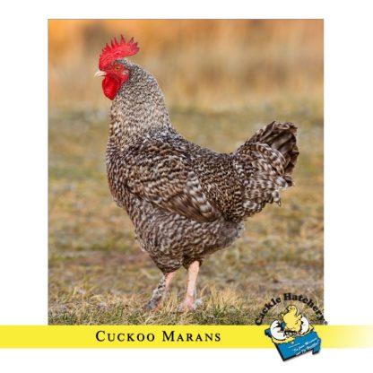 French Cuckoo Marans - Baby Chicks | Cackle Hatchery®