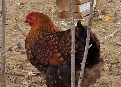 Black Laced Golden Wyandotte Baby Chicks For Sale | Cackle Hatchery®