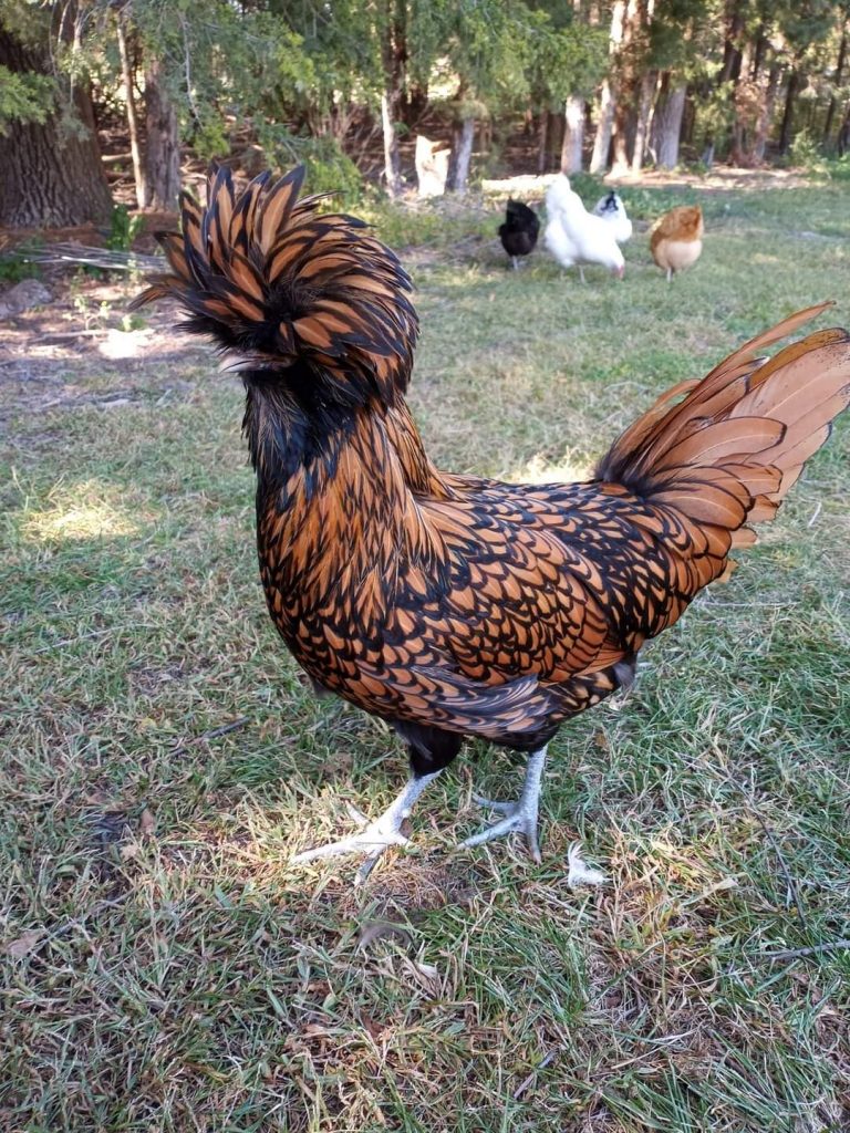 Golden Laced Polish Chicks For Sale - White Egg Layers 