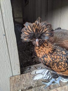 Golden Laced Polish Chicks for Sale - White Egg Layers | Cackle Hatchery®