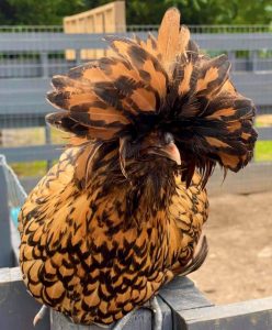 Golden Laced Polish Chicks for Sale - White Egg Layers | Cackle Hatchery®