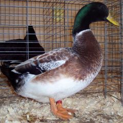 Welsh Harlequin Ducks - Waterfowl Hatchery | Cackle Hatchery®