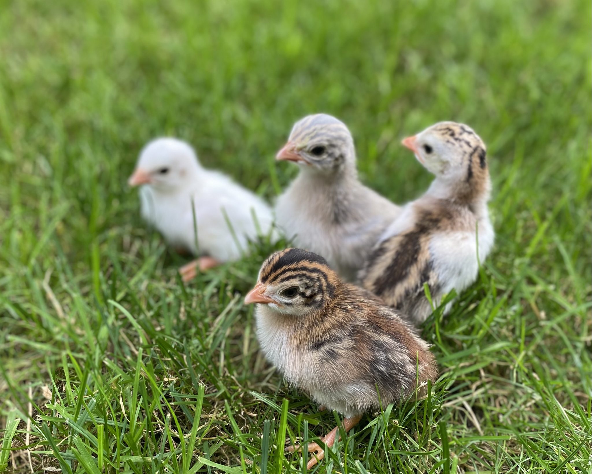 Guinea Fowl Baby Chicks Bargain Special Cackle Hatchery®