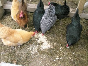 Heavy Pullets Special - Brown Egg Layers | Cackle Hatchery®