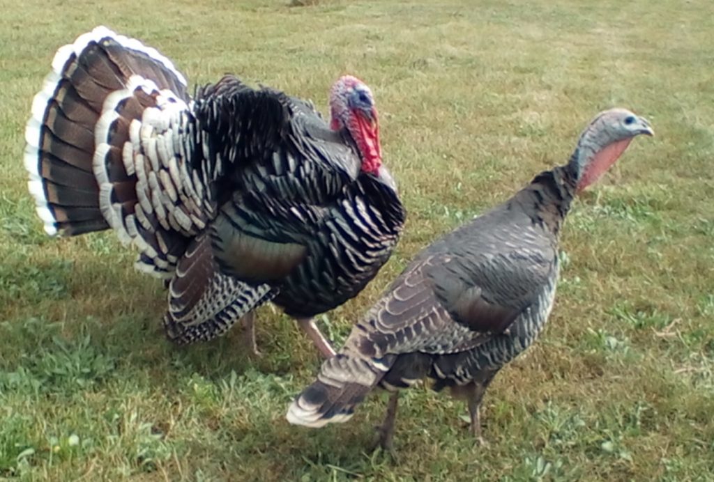 Heritage (Standard) Bronze Turkey Poults | Cackle Hatchery®