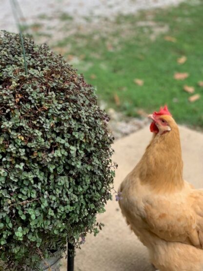 Buff Orpington