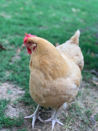 Buff Orpington