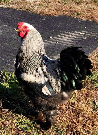 ChickenFlock  Giant Brahma Rooster!🐓 #brahma #rooster #pullet