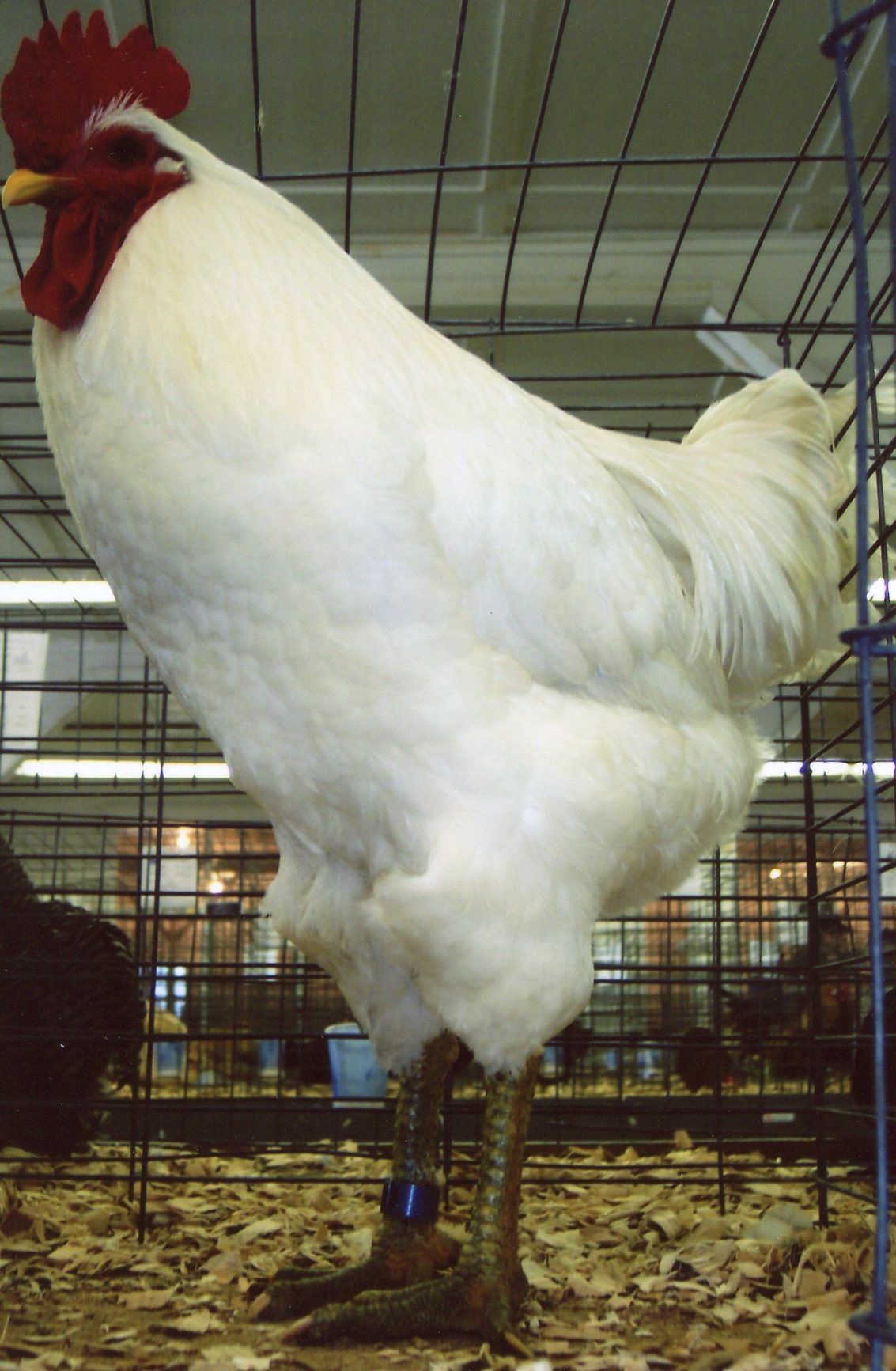 jersey giant pullets for sale
