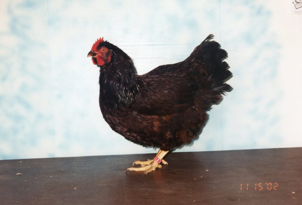 Rhode Island Red - Bantam Chicks for Sale | Cackle Hatchery®