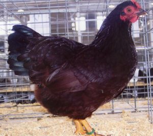 Rhode Island Red - Bantam Chicks for Sale | Cackle Hatchery®