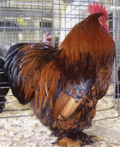 Golden Laced Cochin Bantam Chickens - Baby Chicks | Cackle Hatchery®