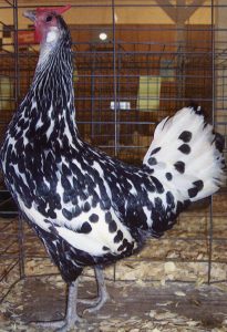 Silver Spangled Hamburg Chicken - Chicks for Sale | Cackle Hatchery®