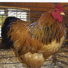Live Brahma Chicken - Atison Consult