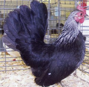 Gray Japanese Bantam Chickens for Sale | Cackle Hatchery®