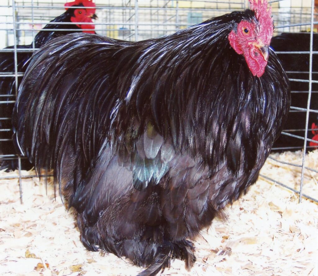 Black Cochin Bantam Chickens for Sale | Cackle Hatchery®