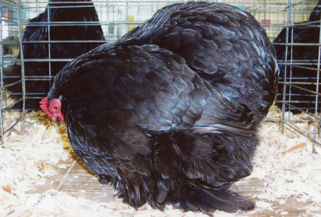 Black Cochin Bantam Chickens for Sale | Cackle Hatchery®