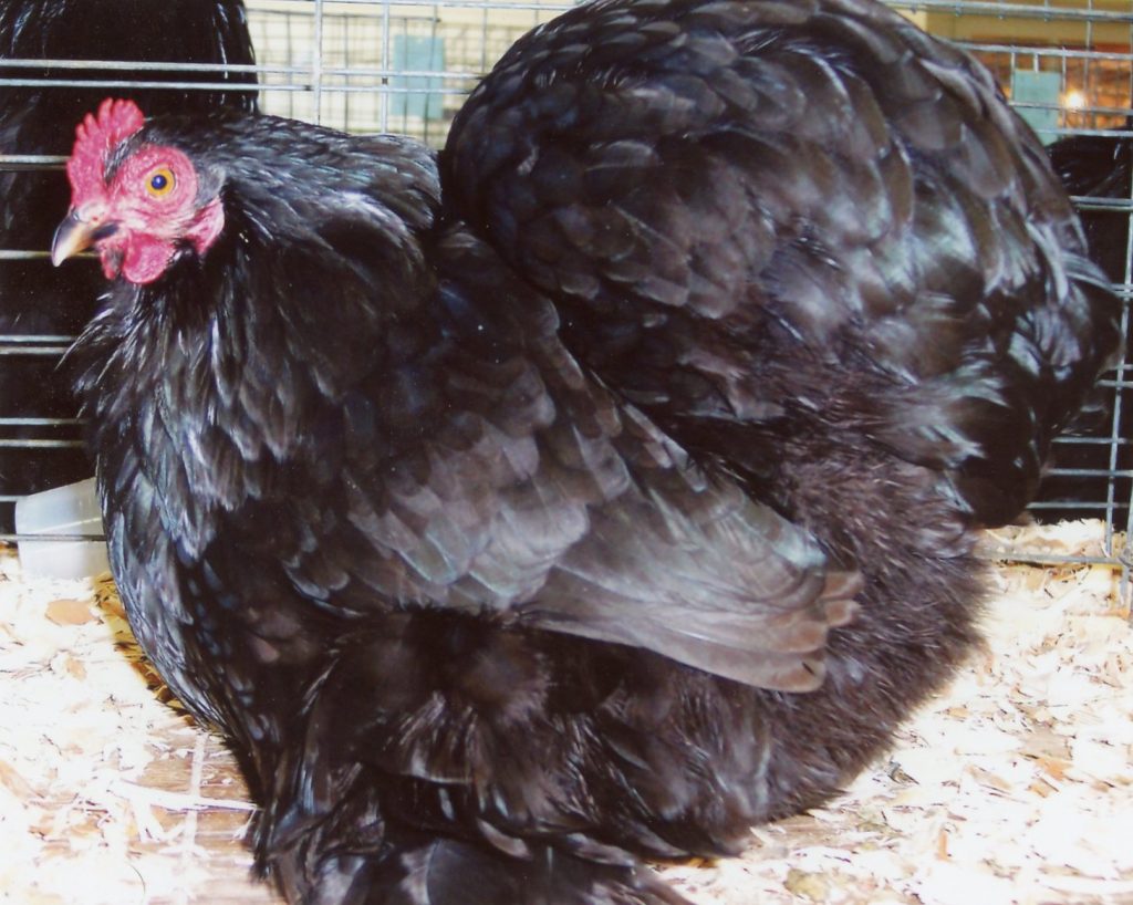 Black Cochin Bantam Chickens for Sale | Cackle Hatchery®