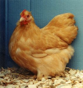 Buff Cochin Bantam - Bantam Chicks for Sale | Cackle Hatchery®