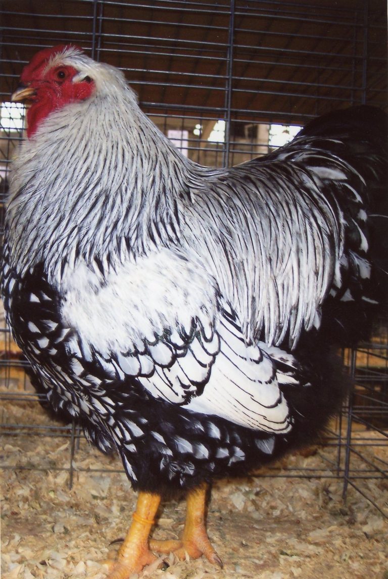 Black Laced Silver Wyandotte Chicken for Sale | Cackle Hatchery®