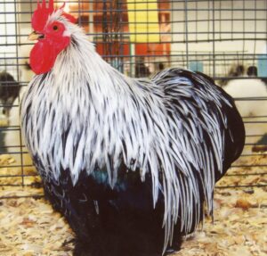 Birchen Cochen Bantam - Bantam Chickens | Cackle Hatchery®