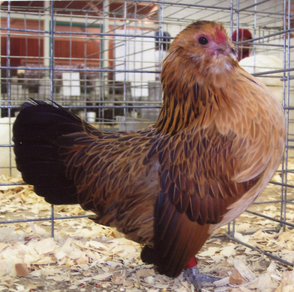 Quail Belgian Bearded D'anver Bantam | Cackle Hatchery®