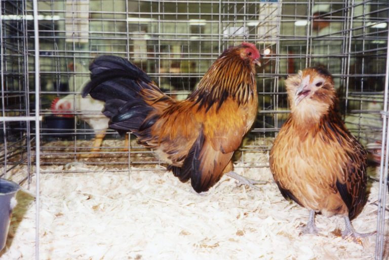 Quail Belgian Bearded D'anver Bantam | Cackle Hatchery®