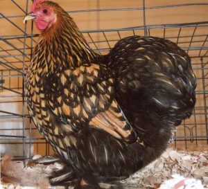 Golden Laced Cochin Bantam Chickens - Baby Chicks | Cackle Hatchery®