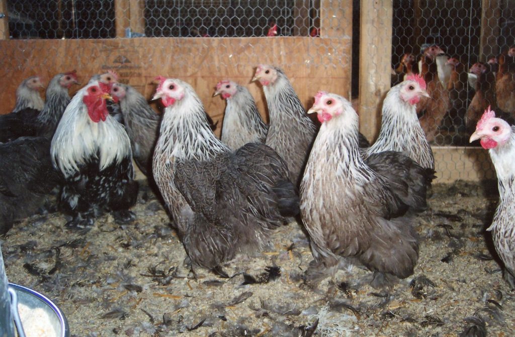 Silver Pencil Cochin Bantam Chickens | Cackle Hatchery®