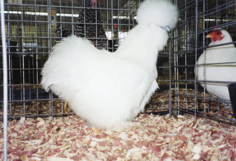 White Silkie Bantam Chickens for Sale | Cackle Hatchery®