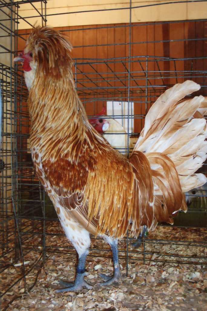 Buff Laced Polish Chicken - Chicks for Sale | Cackle Hatchery®