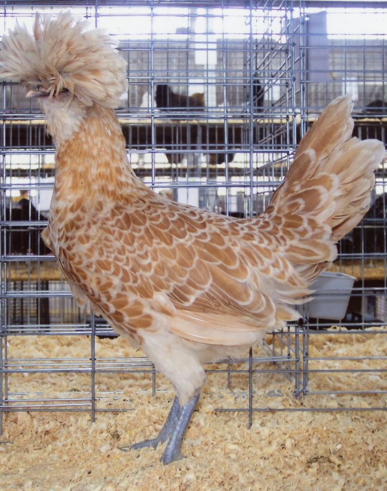 Buff Laced Polish Chicken - Chicks for Sale | Cackle Hatchery®