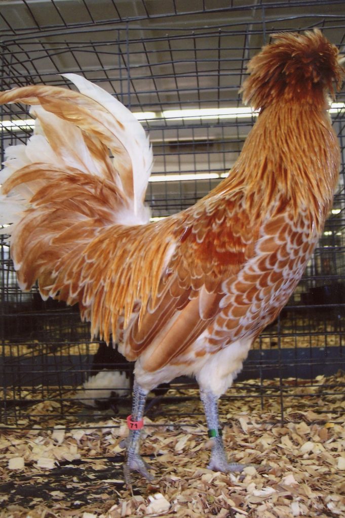 Buff Laced Polish Chicken - Chicks for Sale | Cackle Hatchery®