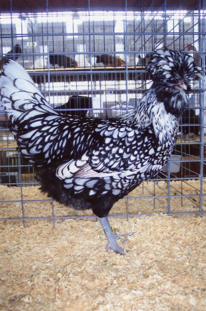 Silver Laced Polish Chicken - Baby Chicks for Sale | Cackle Hatchery®