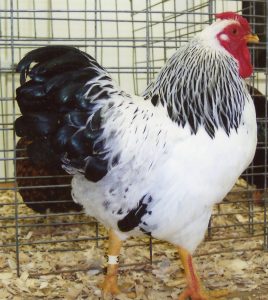 Columbian Wyandotte Bantam Chickens | Cackle Hatchery®