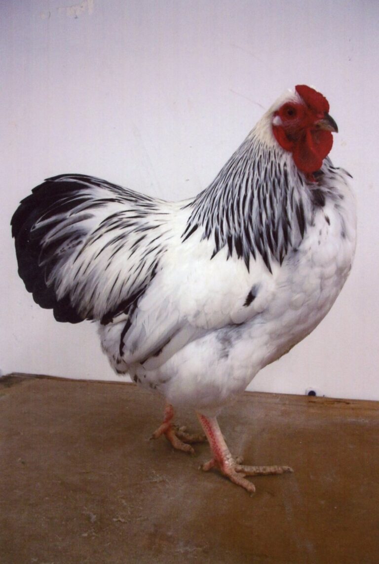 Columbian Wyandotte Bantam Chickens | Cackle Hatchery®