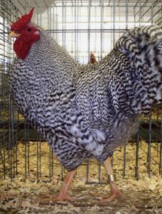 Dominique Chicken Breeds For Sale | Cackle Hatchery®