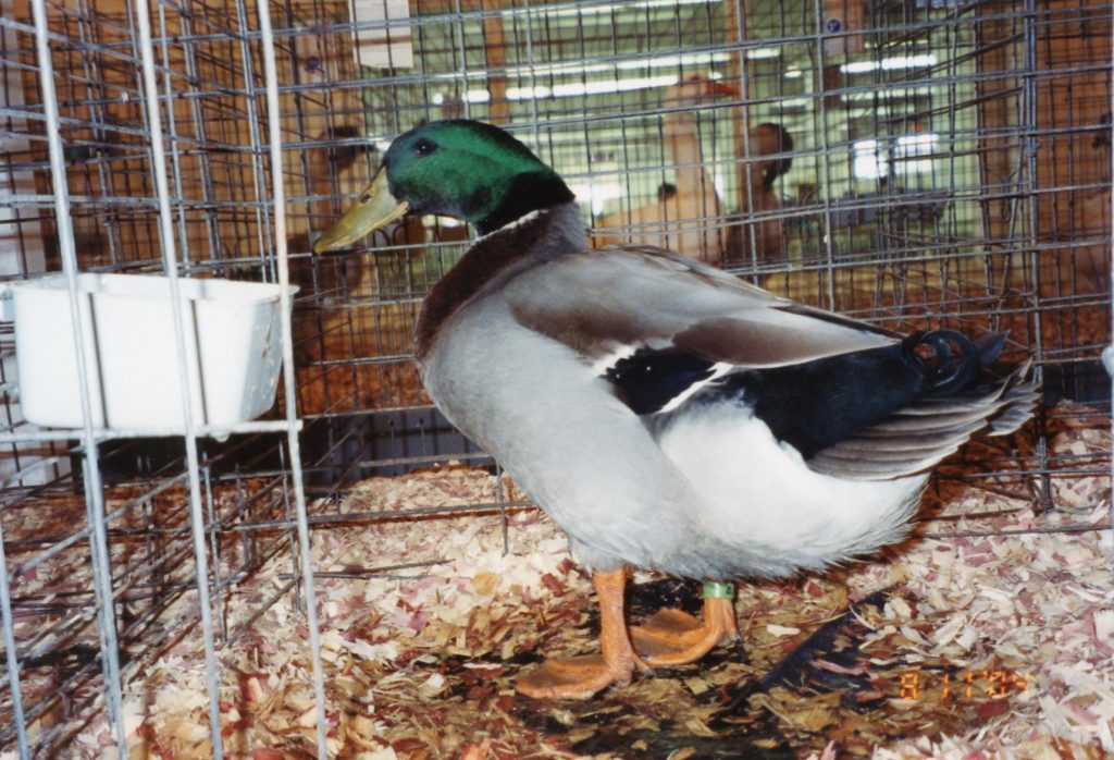 Rouen Ducks : Ducklings for Sale Online | Cackle Hatchery®