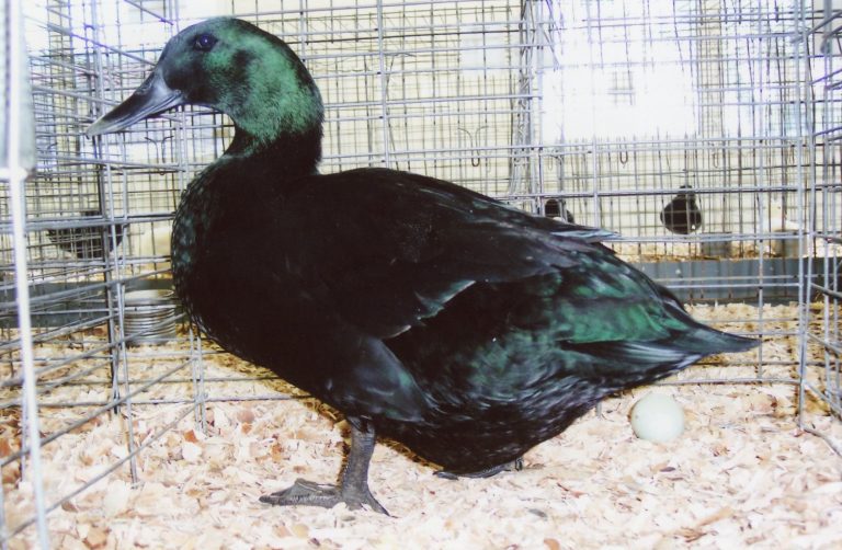 Cayugas : Baby Ducklings for Sale Online | Cackle Hatchery®