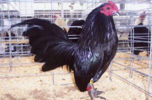 Black Old English Bantam Chickens | Cackle Hatchery®